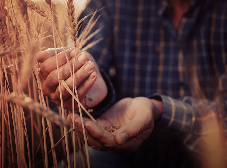 Scopri il mondo delle farine integrali: esplorando sapori e benessere alimentare